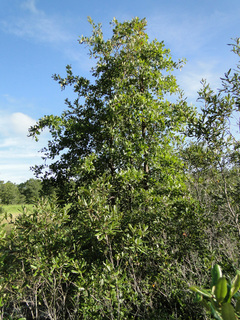 Quercus margarettae