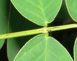Senna obtusifolia
