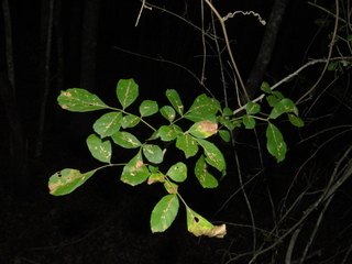 Fraxinus caroliniana