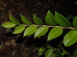 Lyonia lucida