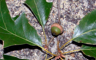 Quercus falcata