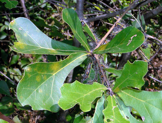 Quercus nigra, Water Oak