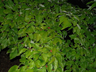 Cornus florida