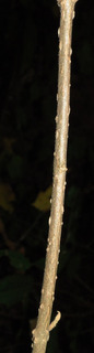 Callicarpa americana