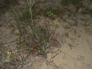 Pityopsis graminifolia
