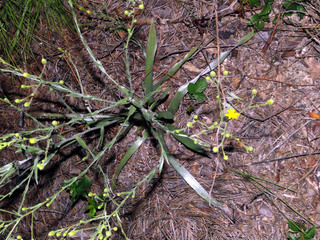 Pityopsis graminifolia