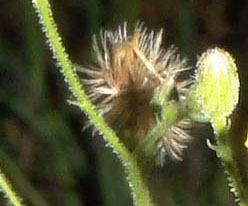Croptilon divaricatum