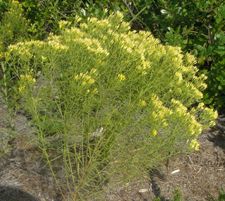 Euthamia caroliniana