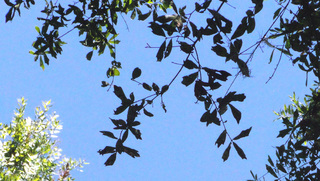 Quercus hemisphaerica