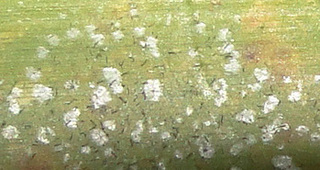 Tricharia sp.