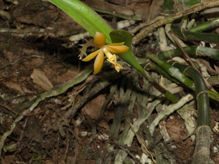 Epidendrum anceps