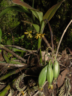 Epidendrum anceps