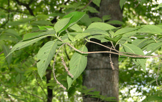Clethra acuminata