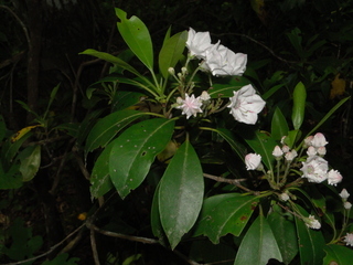 Kalmia latifolia
