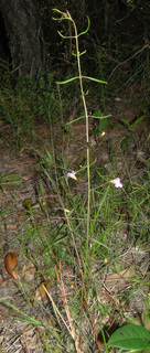 Agalinis tenuifolia