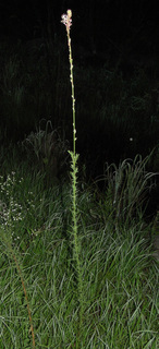 Gaura angustifolia