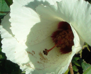 Hibiscus aculeatus