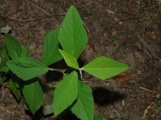 Sida rhombifolia