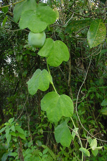 Passiflora pallens