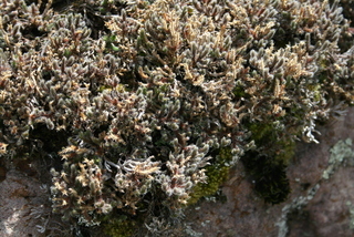 Selaginella acanthonota