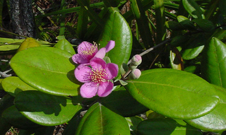 Rhodomyrtus tomentosa