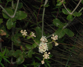 Eriogonum tomentosum