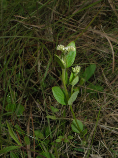 Mitreola sessilifolia
