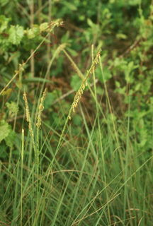 Tripsacum floridanum