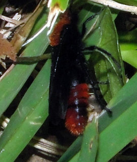 Dasymutilla occidentalis male