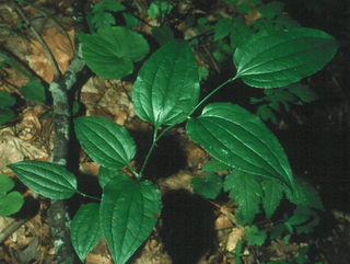 Smilax tamnoides