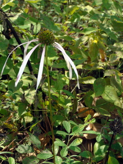 Echinacea laevigata