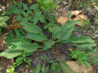Echinacea laevigata