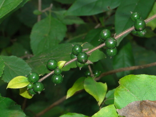 Lonicera japonica