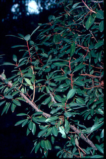 Arbutus arizonica