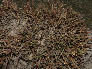 Selaginella arenicola