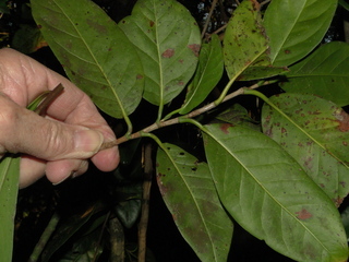 Coccoloba diversifolia