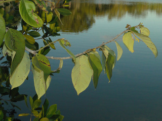 Dalbergia ecastaphyllum