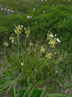 Allium canadense