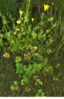 Ranunculus hispidus