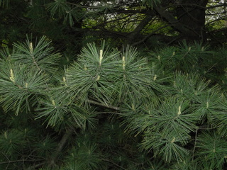 Pinus strobus