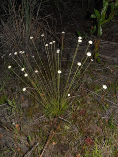 Syngonanthus flavidulus