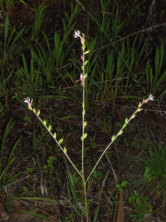 Gaura angustifolia