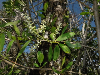 Laguncularia racemosa