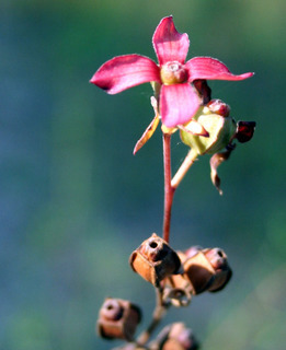 Ludwigia alternifolia