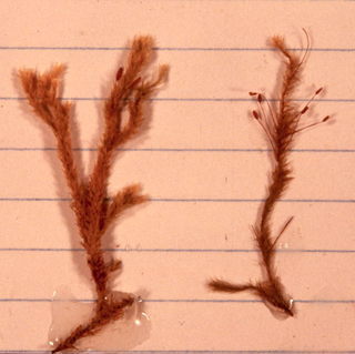 Glyphothecium sciuroides, left, Glyphothecium gracile, right