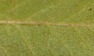 Sideroxylon lanuginosum
