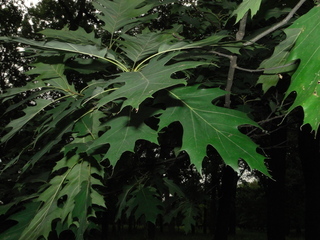 Quercus rubra