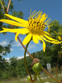 Silphium terebinthinaceum