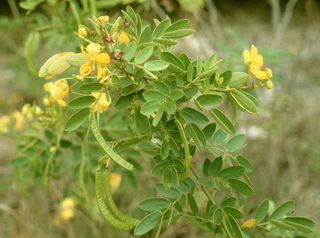 Cassia chapmanii