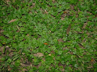 Dichondra carolinensis